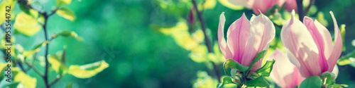 Blossoming magnolia flowers. Springtime.