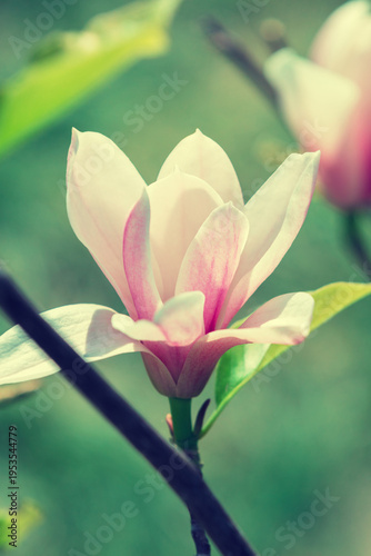 Blossoming magnolia flowers. Springtime.