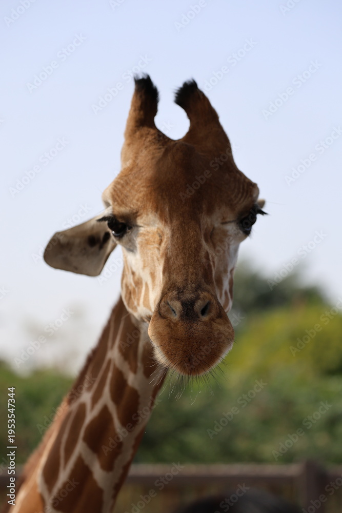 Naklejka premium Giraffe looking sideways. High quality 4k footage