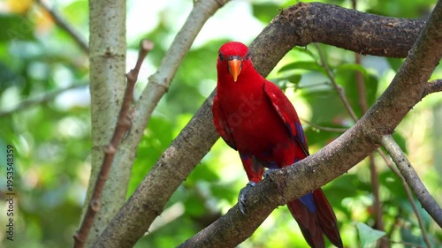 A Red lory (Eos bornea) perches on tree branch amidst lush green foliage, preening and grooming its vibrant plumage, close up shot.