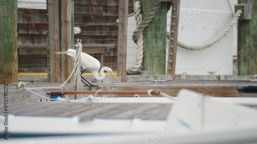 A great egret sits dockside looking for prey in Beaufort, NC along the Taylor River, bobbing up and down as it scans the water.