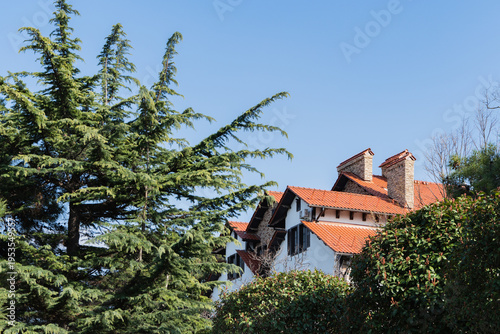Cozy hotel with red-tiled roof and chimneys peeks through tall Himalayan Cedar, Cedrus Deodara  under clear blue sky, surrounded by lush greenery. Gelendzhik, Black Sea. March 2026