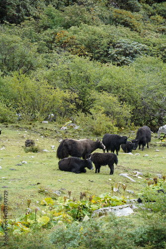 Foto Black Yaks Grazing in Aba Prefecture, Sichuan Province Alpine Meadow