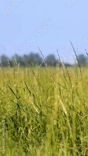 Tall Meadow Grasses Swaying under Blue Summer Sky