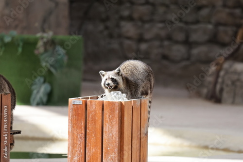 фотографія A raccoon rummages through a trash can, a cute fluffy raccoon