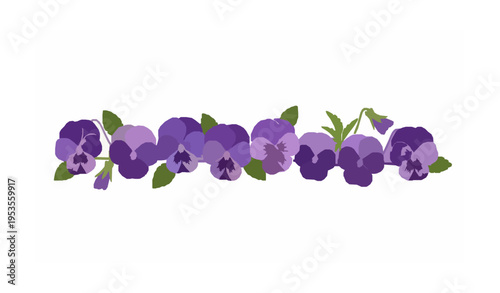 Viola flowers blooming vector illustration purple autumn garden floral botanical design