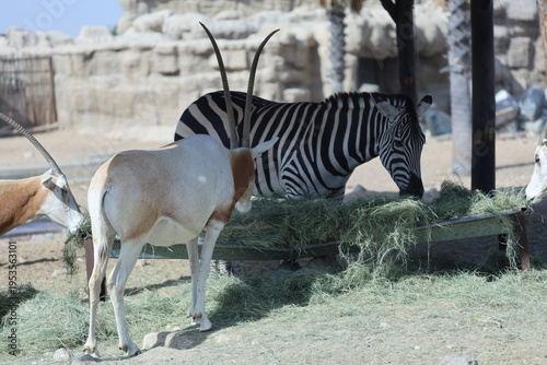 Canvas Print Zebra ,Scimitar oryx eating grass at the zoo