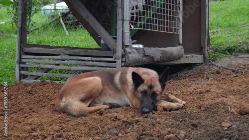 a sad dog on the chain 