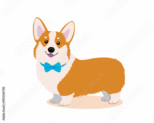 A charming corgi dog wearing a blue bow tie stands happily