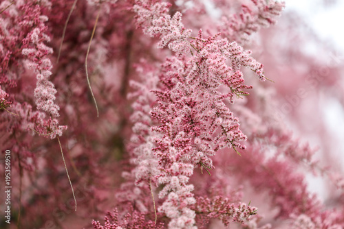 Pink flowers with white centers