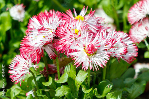 A bunch of flowers with white and pink petals