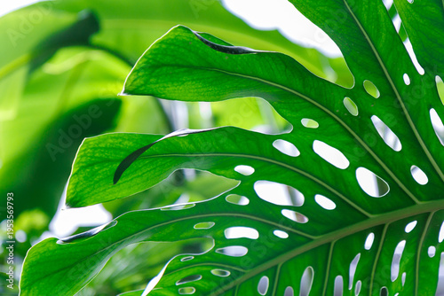 A leaf of a plant with holes in it