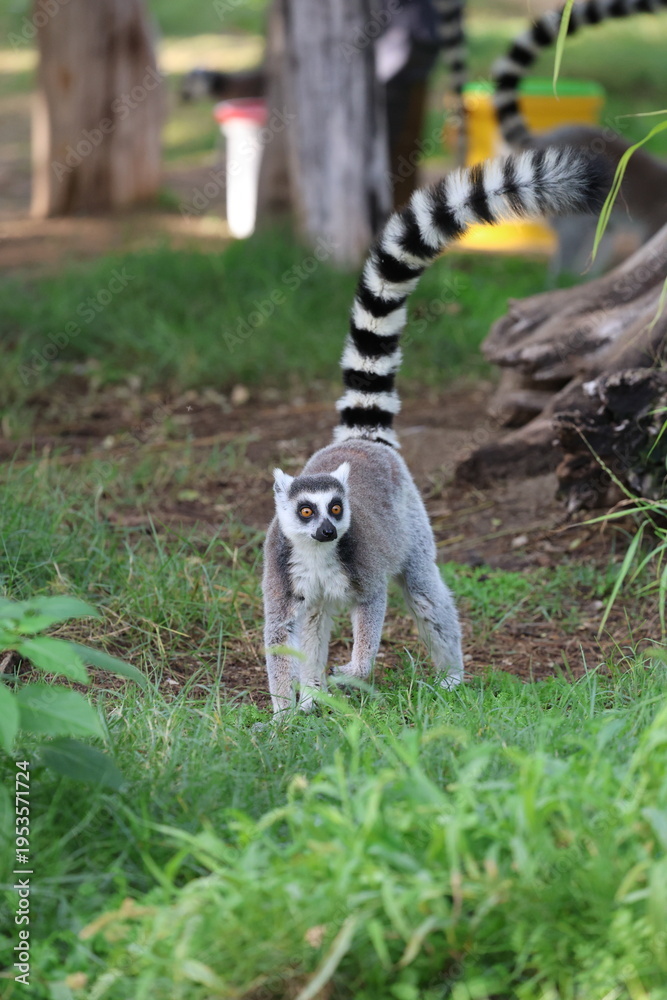 Fototapeta premium Lemurs climbing branches. a funny lemur in an enclosure. High quality photo