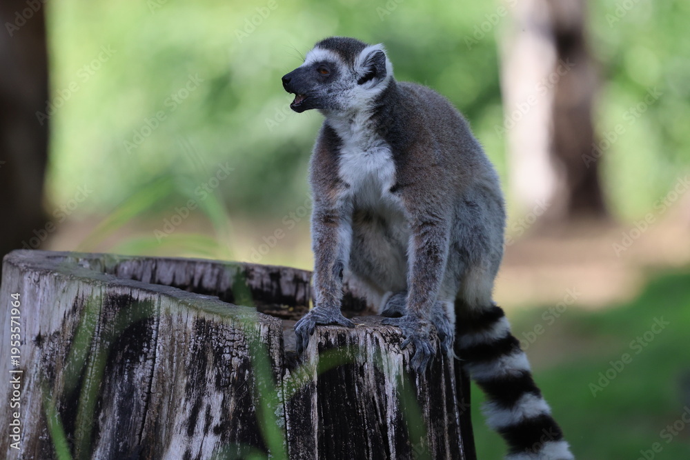 Obraz premium Lemurs climbing branches. a funny lemur in an enclosure. High quality photo