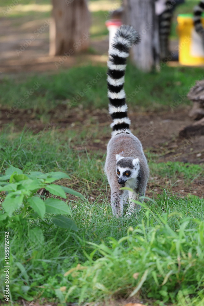 Fototapeta premium Lemurs climbing branches. a funny lemur in an enclosure. High quality photo