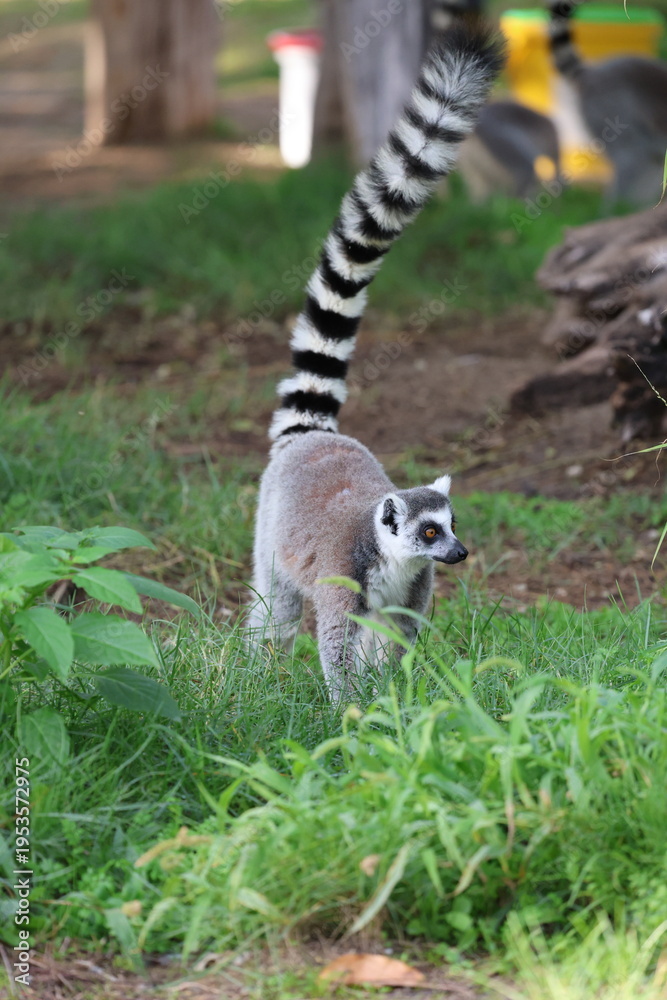 Obraz premium Lemurs climbing branches. a funny lemur in an enclosure. High quality photo