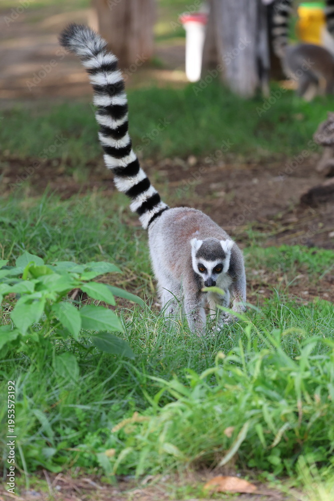 Obraz premium Lemurs climbing branches. a funny lemur in an enclosure. High quality photo