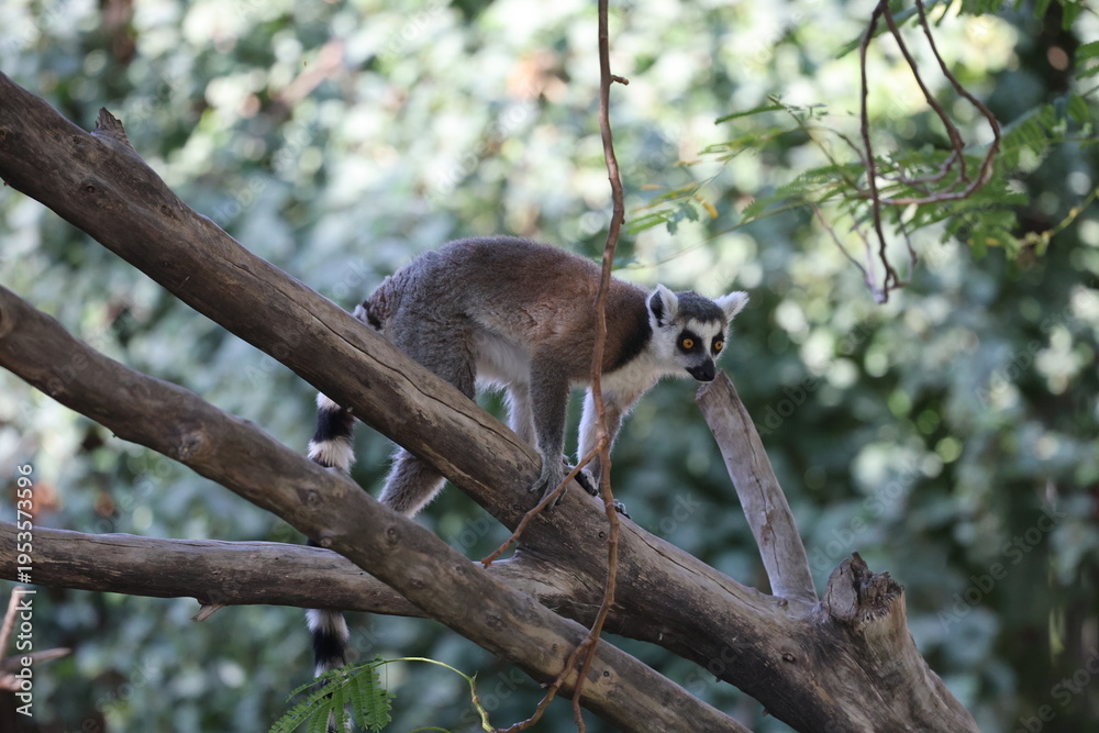 Obraz premium Lemurs climbing branches. a funny lemur in an enclosure. High quality photo