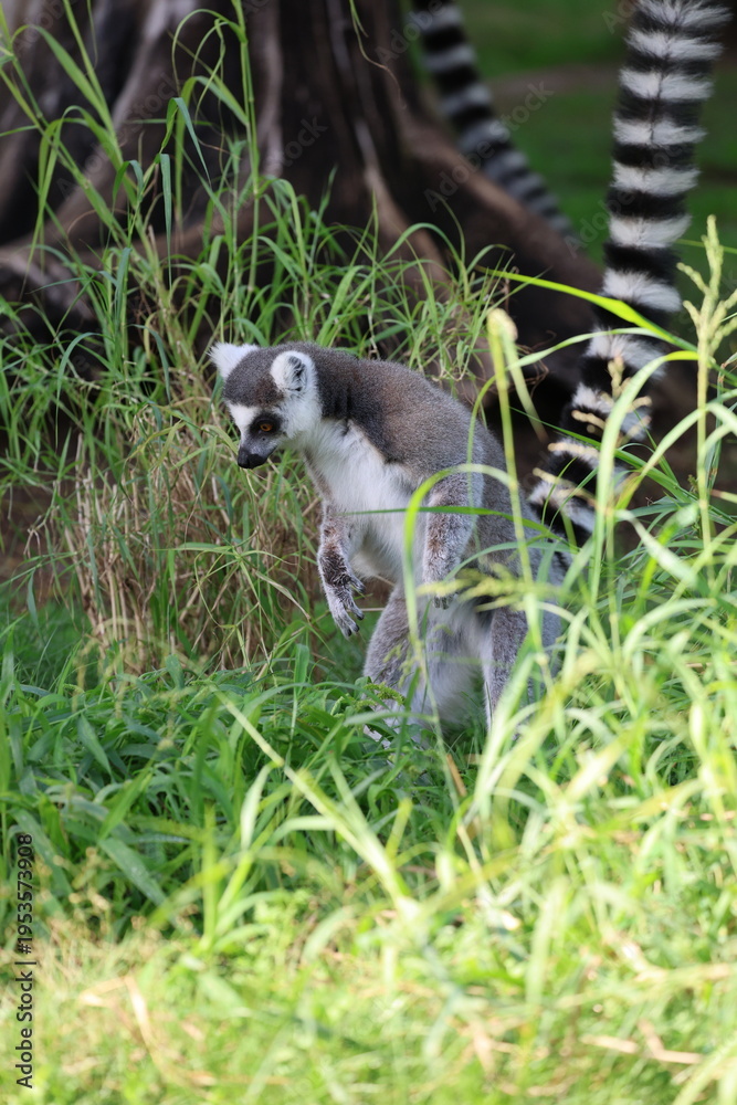 Obraz premium Lemurs climbing branches. a funny lemur in an enclosure. High quality photo