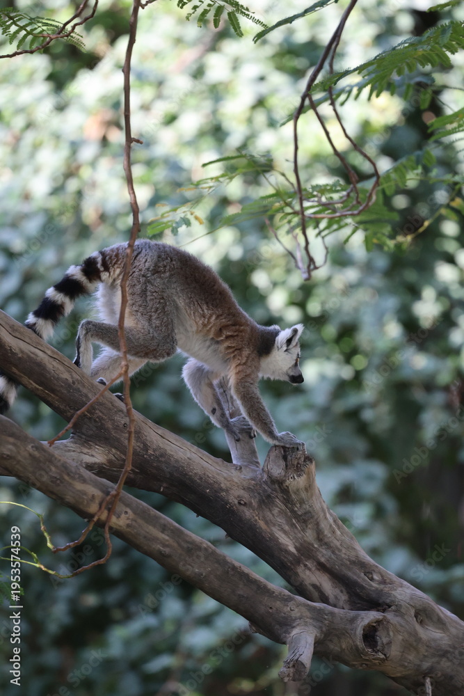 Obraz premium Lemurs climbing branches. a funny lemur in an enclosure. High quality photo