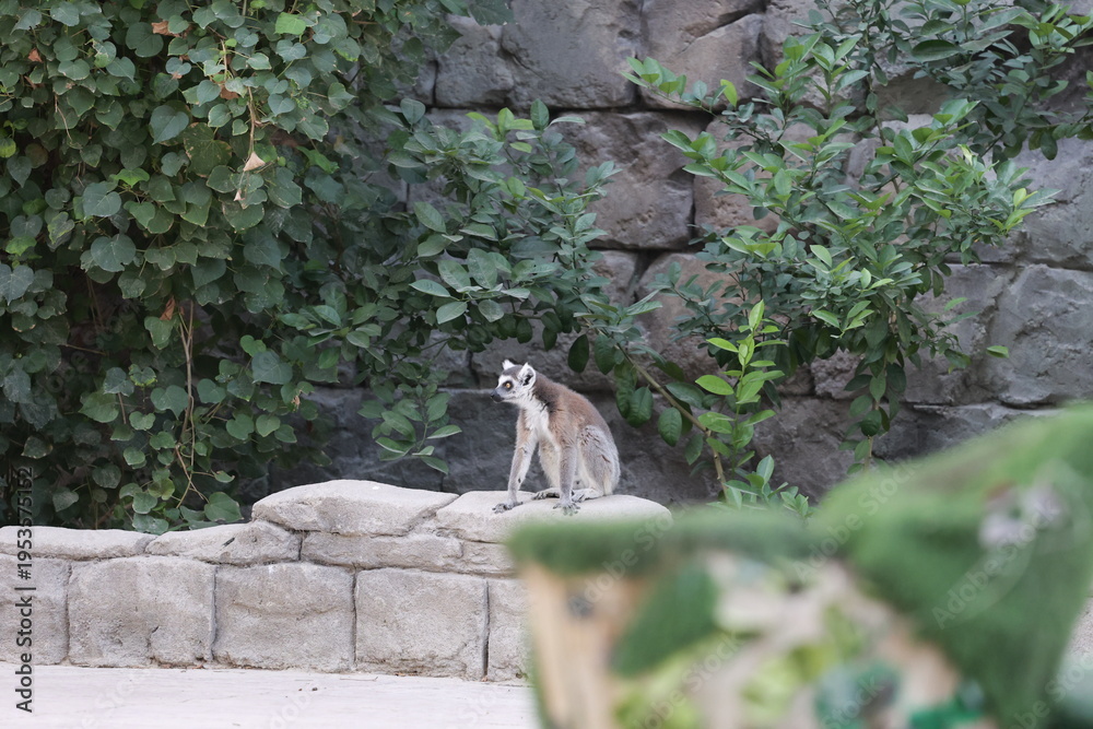 Obraz premium Lemurs climbing branches. a funny lemur in an enclosure. High quality photo