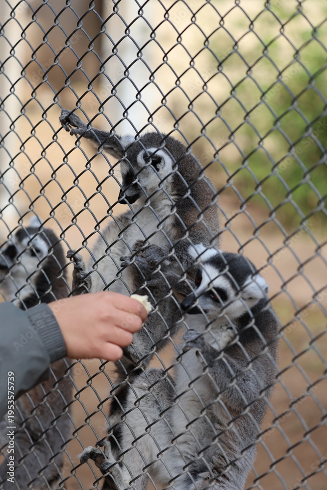 Obraz premium Lemurs climbing branches. a funny lemur in an enclosure. feeding lemurs bananas through the cage's mesh. High quality photo