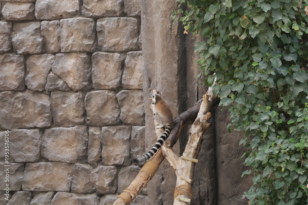 Fototapeta premium Lemurs climbing branches. a funny lemur in an enclosure. High quality photo