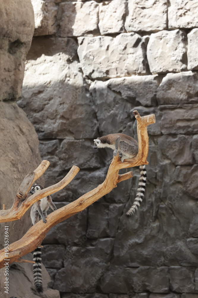 Fototapeta premium Lemurs climbing branches. a funny lemur in an enclosure. High quality photo