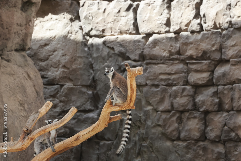 Fototapeta premium Lemurs climbing branches. a funny lemur in an enclosure. High quality photo