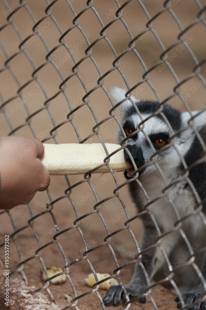 Fototapeta premium Lemurs climbing branches. a funny lemur in an enclosure. feeding lemurs bananas through the cage's mesh. High quality photo