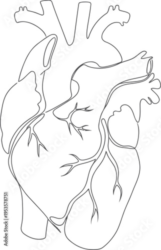 A line drawing of a human heart
