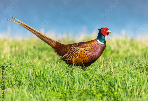 Pheasant in Springtime,  Scientific name Phasianus Colchicus, Colourful male, Ring-necked cock Pheasant in green grass with blue sky background. Facing right.  Horizontal.  Copy space