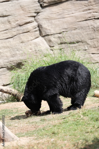 A rocky bear enclosure. An Asiatic black bear eats celery. High quality 4k footage
