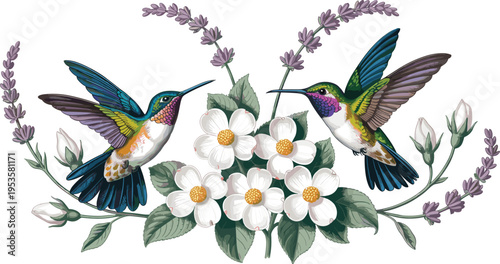 Two Colorful Hummingbirds Hovering Over White Dogwood Flowers and Purple Lavender Sprigs Isolated on White Background for Spring Floral Design
