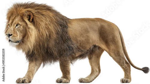 Male lion walking in a clear setting with a proud stance, displaying its mane and strong body structure