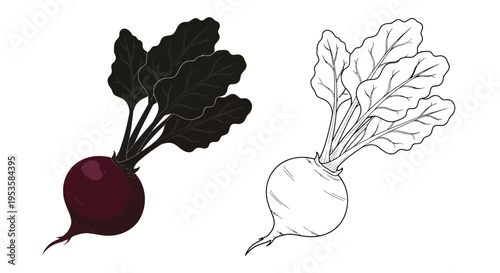 Illustration of two beetroots one colored and one line art