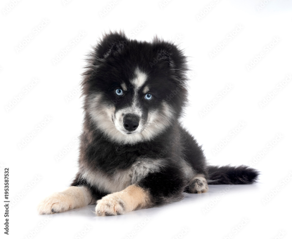 Obraz premium Pomsky in studio