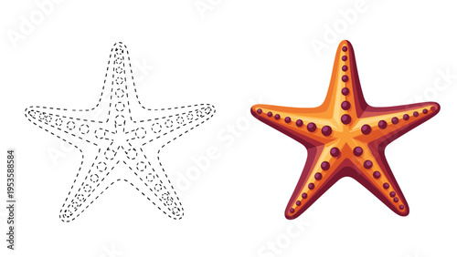 Marine life tracing worksheet for children featuring a dotted starfish and a brightly colored sea star for drawing and coloring practice.