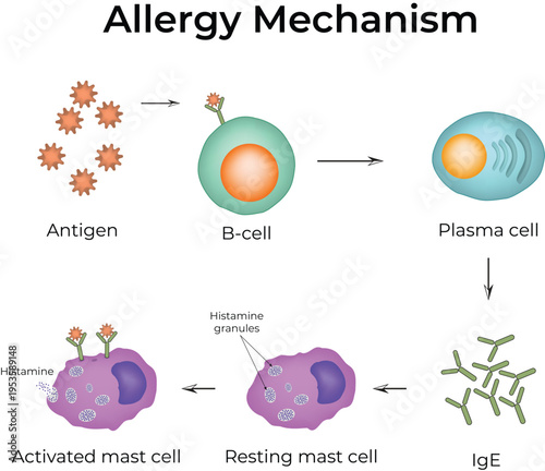 Allergy Mechanism. The allergy cascade process detailing the steps from allergen to IgE to mast cell, and then to histamine release.
