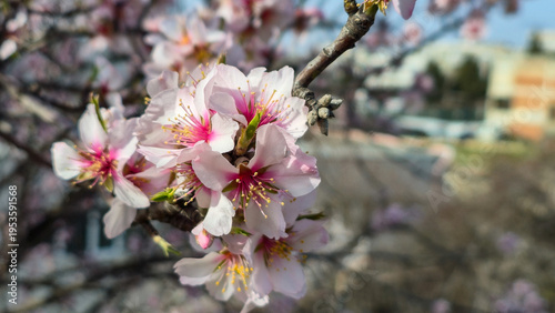 close up of wild apricot blossoms on branch in sunlight, soft bokeh background, spring flowering season, natural outdoor scene, delicate floral beauty