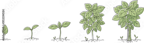 Plant Growth Stages Illustration Showing Seed Germination Sprout Development Young Plant and Mature Tree Life Cycle for Botanical Education Design
