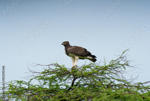 A martial eagle perched on an acacia tree in Sera Community Conservancy, Kenya. 