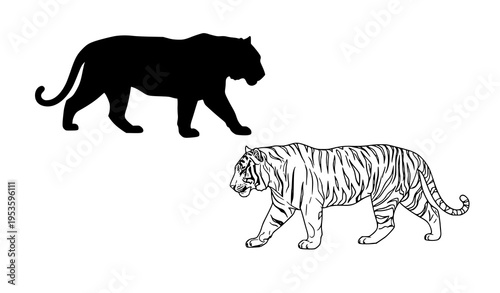 Photography Walking tiger silhouette outline vector illustration wild animal design
