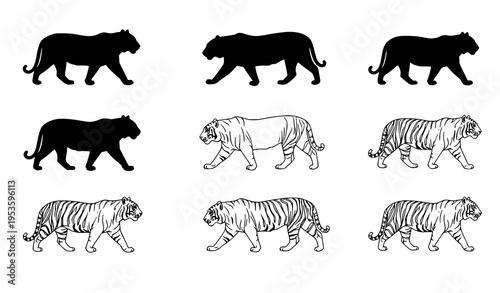 Photography Tiger silhouette and outline collection walking wild animal vector set