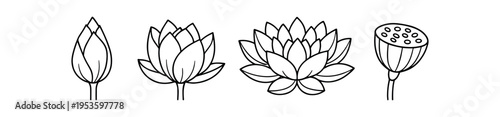Lotus flower growth stages icon set. Bud, bloom, seed pod, lifecycle symbol. Outline line vector illustration.