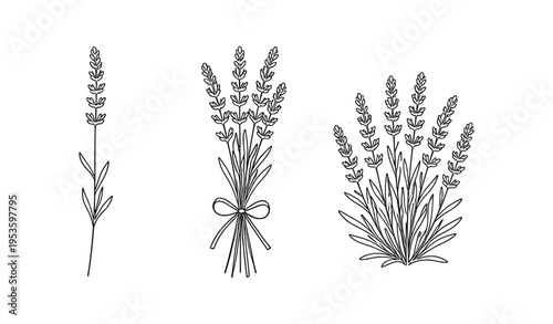 Three lavender line drawings showing a single sprig, a tied bouquet and a clustered plant in outline style.