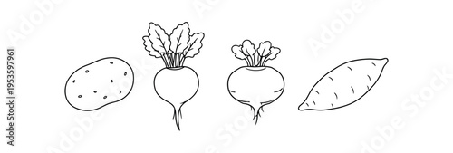 Outlined root vegetable drawings showing potato, beetroot, turnips and sweet potato