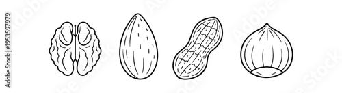 Detailed outline drawings of walnut, almond, peanut and hazelnut
