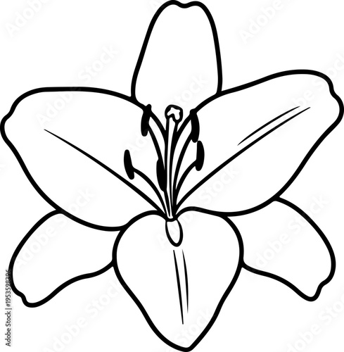 Simple Outline Drawing of a Beautiful Lily Flower Blossom