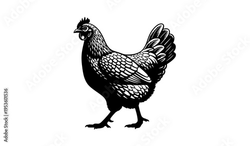 Detailed hen silhouette with refined feather outline vector illustration isolated on white for agriculture concept
